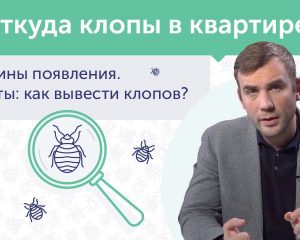 Заползли незваные гости - как избавиться от постельных клопов в вашем доме